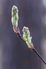 Tender and fluffy buds on the branch in spring