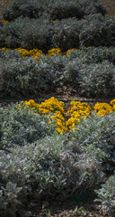 Wild flowers, clorful and with details.