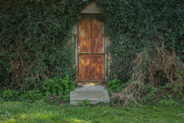 Vines surrounding door, green background and texture