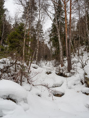 Birch and pine snow-covered fairy-tale forest in Altai, Russia