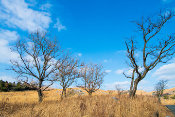 冬の青空の平尾台