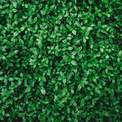 Nature background flat lay of green leaves 