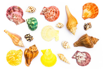 Group of sea shell on white background