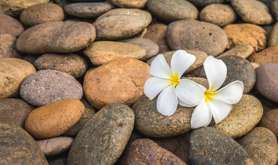 Fototapeta na wymiar two white plumelia flower on pebble stone background