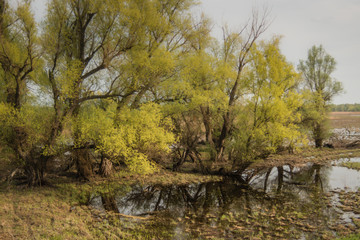 Shot of swamp in spring with early green leafs and dryed branches in water and dryed shrubs.