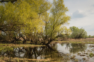 Obraz premium Shot of swamp in spring with early green leafs and dryed branches in water and dryed shrubs.