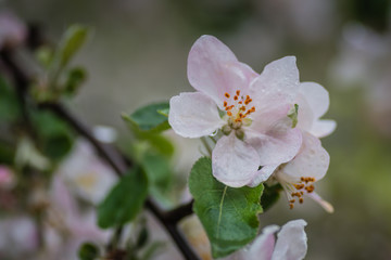 Red apple flowers, macro shot closeup.