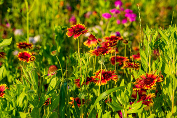 Meadow of wild flowers