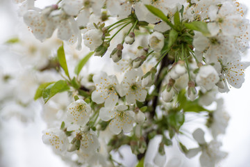 cherry tree flowers, macro shot closeup.