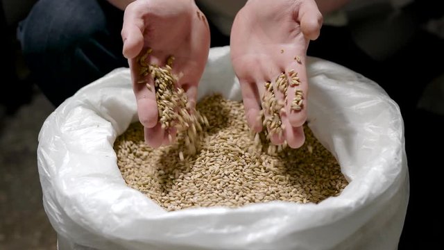 brewer is taking whole grain grist from white bag and pouring it back, detail view of hands