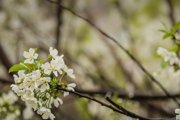 cherry tree flowers, macro shot closeup.