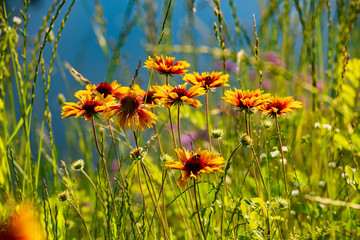 Meadow of wild flowers