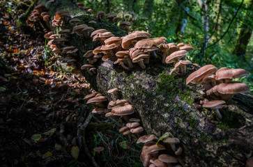 mushrooms in the forest