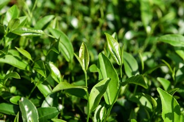Tea Picking in Chinese Tea Gardens