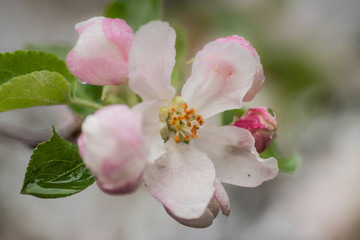 Red apple flowers, macro shot closeup.