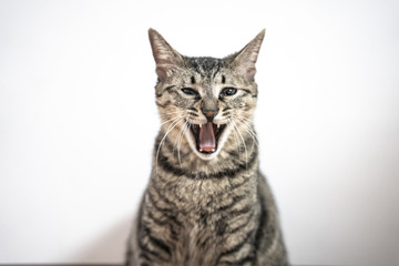 Obraz premium tabby grey Chinese Lihua cat isolated in white back ground