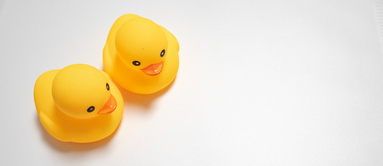 two little yellow duck isolated in white background