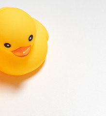 two little yellow duck isolated in white background