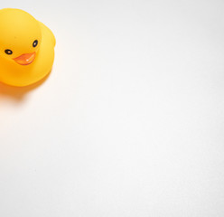 two little yellow duck isolated in white background