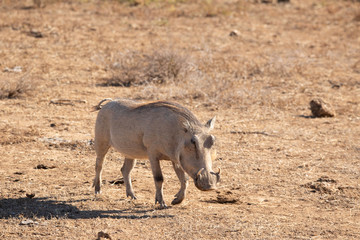 Warthog