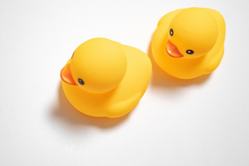 two little yellow duck isolated in white background