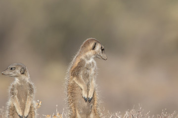Meerkat