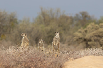 Meerkat family 