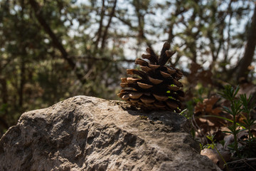 Forrest background, with free leafs and generic scenery.