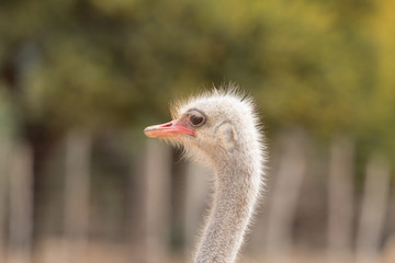 Ostrich head 