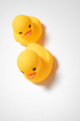 two little yellow duck isolated in white background