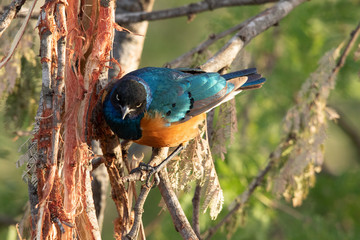 Bird - Serengeti 