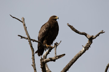 Eagle 