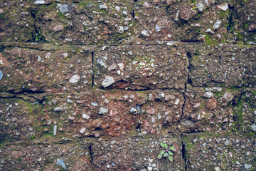 Very old Brick wall with moss and plant, wall texture
