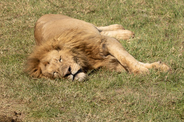 Lion Sleeping
