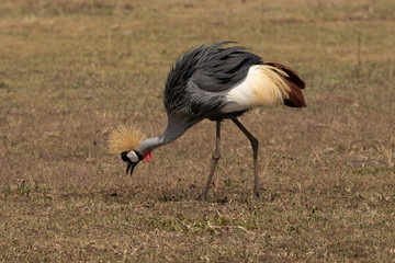 Grey crowned crane II