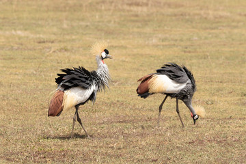 Grey crowned crane