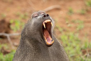 Baboon laughing 