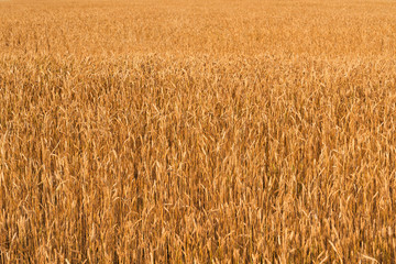 field of ripe wheat. harvest. agribiton. grain