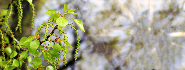 young leaves and catkins of poplar