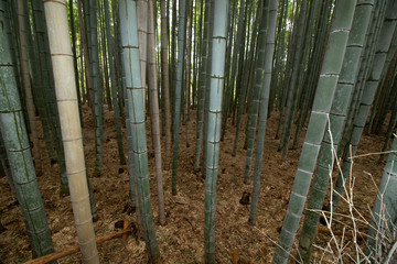 Bamboo Forest 