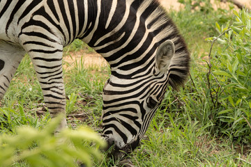 Zebra Head 