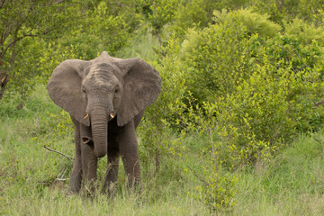 Elephant - Africa