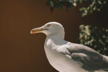 White Seagull