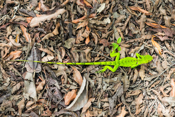 Bright green young wild iguana on brown leaves - view from above