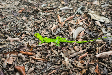 Bright green young wild iguana on brown leaves