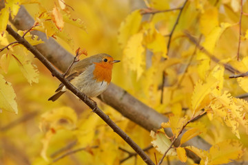 autumn leaves on wooden background