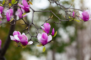 満開の紅木蓮の花