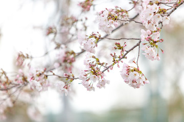 咲き始めの桜の花