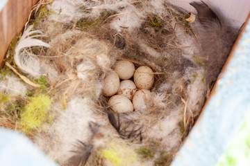 Blue tit eggs in a garden nesting box