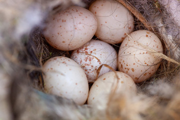 Blue tit eggs in a garden nesting box